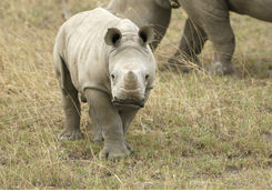 Baby wild white rhino