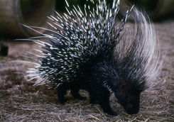 Porcupine