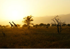 Giraffes in the wild savanna sunset