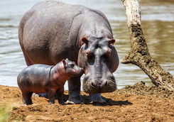 Hippo mother with baby