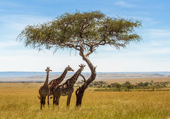 Three giraffes under acacia tree