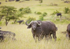 Domestic water buffalo