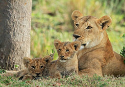 Female lion with cubs