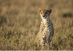 Wild cheetah sitting looking out across the savanna
