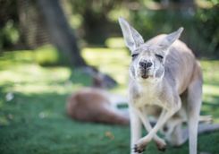Kangaroo in the wild