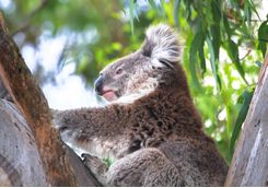 Koala resting in a eucalyptus tree