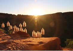 Sunrise at Canyon