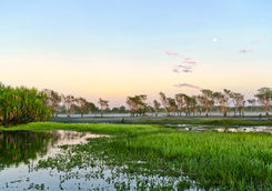 Sunrise over the yellow water billabong in Kakadu National Park