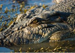 Close up of a crocodile