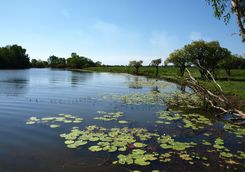 Yellow water billabong