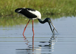 Jabiru in yellow water