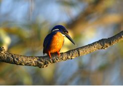 Kingfisher bird on a branch