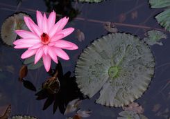 Water lily flower