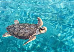 Big sea turtle swimming on water