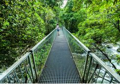 Bridge in the Daintree rainforest