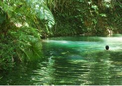 Swimming in the jungle