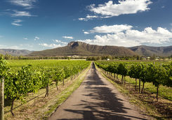 Hunter Valley vineyards
