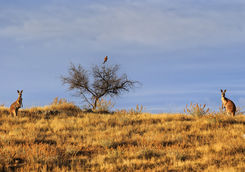 Kangaroos in South Australia