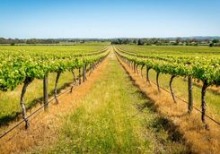 Vineyards in Barossa Valley