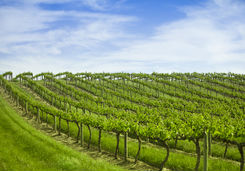 Barossa Valley