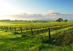 Barossa Valley vineyards