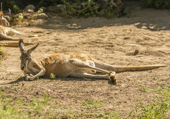 Kangaroo on Kangaroo Island