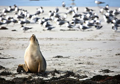 Sea lion in Kangaroo Island