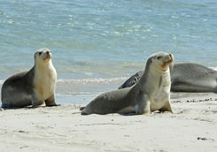 Sea lions in Kangaroo Island