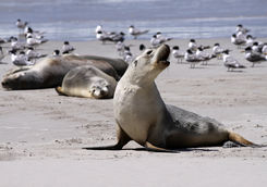 Sea lions