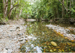 Daintree Rainforest