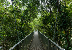 Hiking in Daintree Rainforest