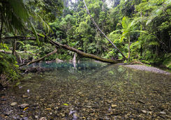 Pool in Daintree Rainforest