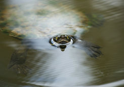Freshwater turtle