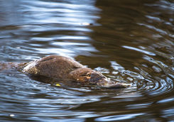 Platypus