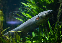 Eel underwater