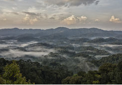 Nyungwe Forest from Above