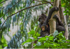 Mother and Baby Chimpanzee
