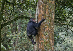 Chimpanzee Climbing a Tree