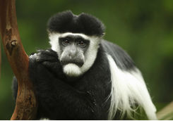 Colobus Monkey