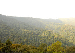 Nyungwe Forest