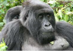 Female Gorilla