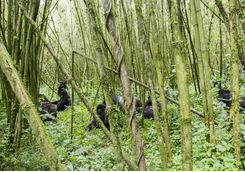 Gorillas Between the Trees