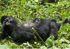 Mother and Baby Gorilla Sleeping
