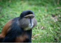 Golden Monkey