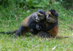Golden Monkeys Playing