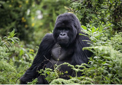Gorilla Up Close