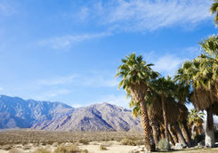 Palm Desert