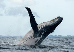 Humpback Whale Breaching