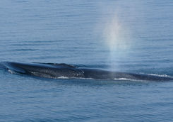 Fin Whale