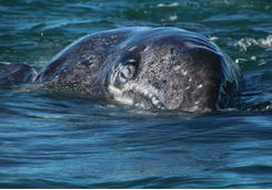 Grey Whale Up Close